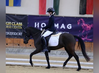 Duitse rijpony, Merrie, 4 Jaar, 145 cm, Zwart