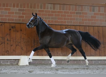 Duitse rijpony, Merrie, 4 Jaar, 146 cm, Bruin