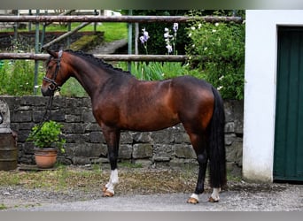 Duitse rijpony, Merrie, 4 Jaar, 146 cm, Donkerbruin