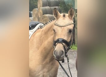 Duitse rijpony, Merrie, 4 Jaar, 146 cm, Falbe