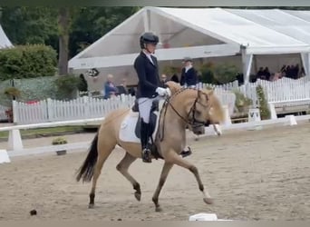 Duitse rijpony, Merrie, 4 Jaar, 146 cm, Falbe