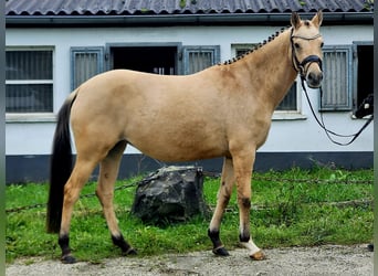 Duitse rijpony, Merrie, 4 Jaar, 146 cm, Falbe