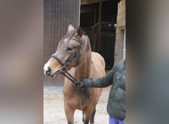 Duitse rijpony, Merrie, 4 Jaar, 146 cm, Falbe