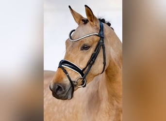 Duitse rijpony, Merrie, 4 Jaar, 146 cm, Falbe