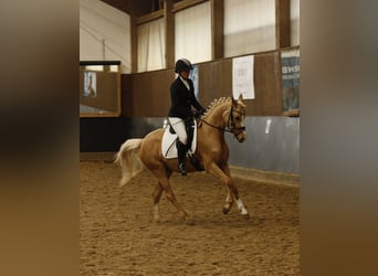 Duitse rijpony, Merrie, 4 Jaar, 146 cm, Palomino