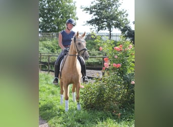 Duitse rijpony, Merrie, 4 Jaar, 146 cm, Palomino