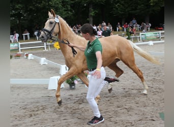 Duitse rijpony, Merrie, 4 Jaar, 146 cm, Palomino