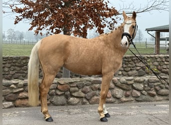 Duitse rijpony, Merrie, 4 Jaar, 146 cm, Palomino