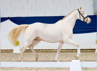 Duitse rijpony, Merrie, 4 Jaar, 146 cm, Perlino