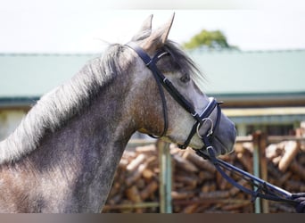 Duitse rijpony, Merrie, 4 Jaar, 146 cm, Schimmel