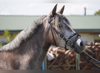 Duitse rijpony, Merrie, 4 Jaar, 146 cm, Schimmel