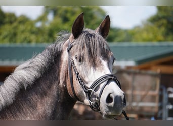 Duitse rijpony, Merrie, 4 Jaar, 146 cm, Schimmel