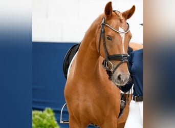 Duitse rijpony, Merrie, 4 Jaar, 146 cm, Vos
