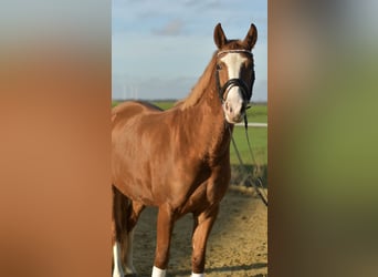 Duitse rijpony, Merrie, 4 Jaar, 146 cm, Vos