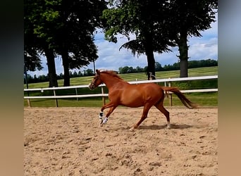 Duitse rijpony, Merrie, 4 Jaar, 146 cm, Vos