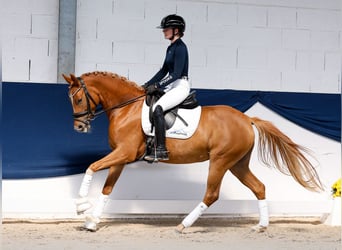 Duitse rijpony, Merrie, 4 Jaar, 146 cm, Vos
