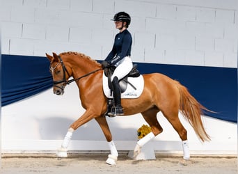 Duitse rijpony, Merrie, 4 Jaar, 146 cm, Vos