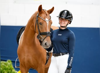 Duitse rijpony, Merrie, 4 Jaar, 146 cm, Vos