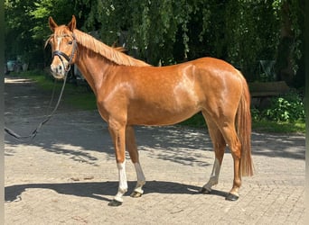Duitse rijpony, Merrie, 4 Jaar, 146 cm, Vos