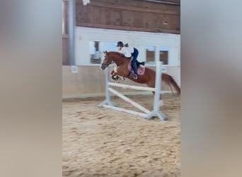 Duitse rijpony, Merrie, 4 Jaar, 146 cm, Vos