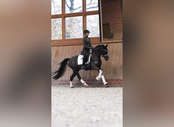 Duitse rijpony, Merrie, 4 Jaar, 146 cm, Zwartbruin