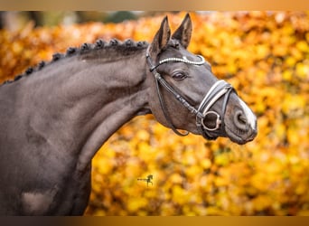 Duitse rijpony, Merrie, 4 Jaar, 146 cm, Zwartbruin