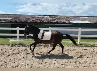 Duitse rijpony, Merrie, 4 Jaar, 146 cm, Zwartbruin