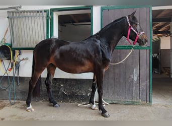 Duitse rijpony, Merrie, 4 Jaar, 146 cm, Zwartbruin