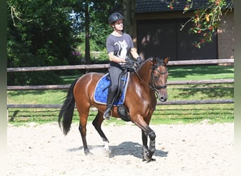 Duitse rijpony, Merrie, 4 Jaar, 147 cm, Brauner