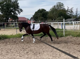 Duitse rijpony, Merrie, 4 Jaar, 147 cm, Brauner