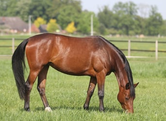 Duitse rijpony, Merrie, 4 Jaar, 147 cm, Brauner