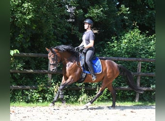 Duitse rijpony, Merrie, 4 Jaar, 147 cm, Brauner