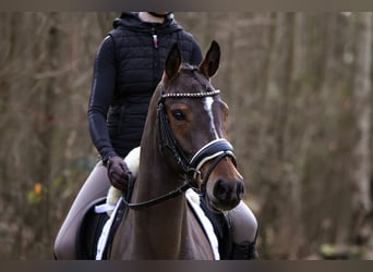 Duitse rijpony, Merrie, 4 Jaar, 147 cm, Bruin