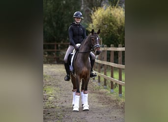 Duitse rijpony, Merrie, 4 Jaar, 147 cm, Bruin