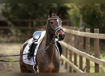 Duitse rijpony, Merrie, 4 Jaar, 147 cm, Bruin