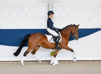 Duitse rijpony, Merrie, 4 Jaar, 147 cm, Bruin