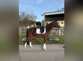 Duitse rijpony, Merrie, 4 Jaar, 147 cm, Bruin