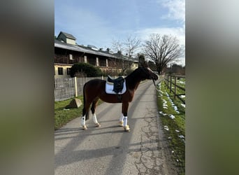 Duitse rijpony, Merrie, 4 Jaar, 147 cm, Bruin