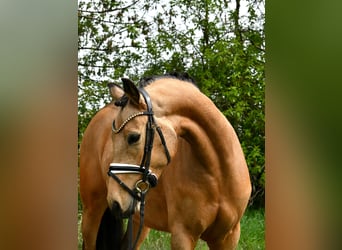 Duitse rijpony, Merrie, 4 Jaar, 147 cm, Falbe