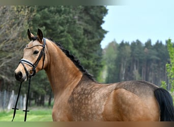 Duitse rijpony, Merrie, 4 Jaar, 147 cm, Falbe