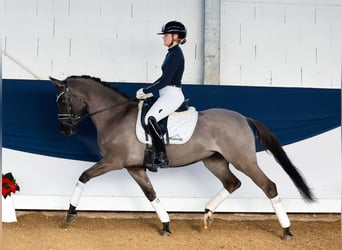 Duitse rijpony, Merrie, 4 Jaar, 147 cm, Falbe