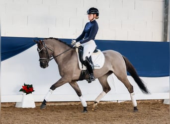 Duitse rijpony, Merrie, 4 Jaar, 147 cm, Falbe