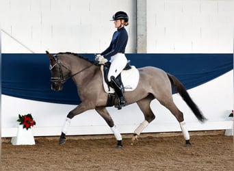 Duitse rijpony, Merrie, 4 Jaar, 147 cm, Falbe