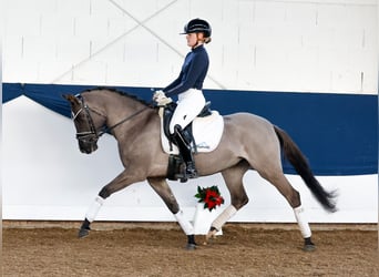 Duitse rijpony, Merrie, 4 Jaar, 147 cm, Falbe