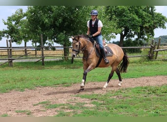 Duitse rijpony Mix, Merrie, 4 Jaar, 147 cm, Falbe