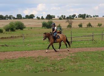 Duitse rijpony Mix, Merrie, 4 Jaar, 147 cm, Falbe