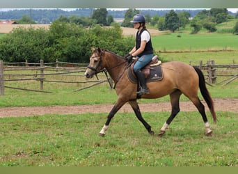 Duitse rijpony Mix, Merrie, 4 Jaar, 147 cm, Falbe