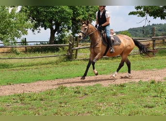 Duitse rijpony Mix, Merrie, 4 Jaar, 147 cm, Falbe