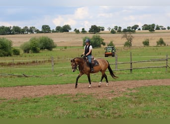 Duitse rijpony Mix, Merrie, 4 Jaar, 147 cm, Falbe
