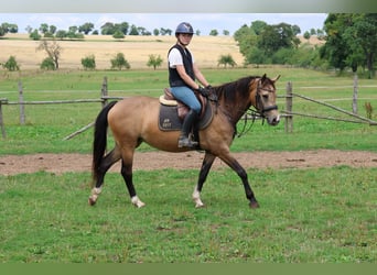 Duitse rijpony Mix, Merrie, 4 Jaar, 147 cm, Falbe